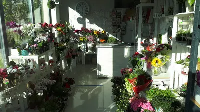 Domańscy I.P Kwiaciarnia i Ogrodnictwo